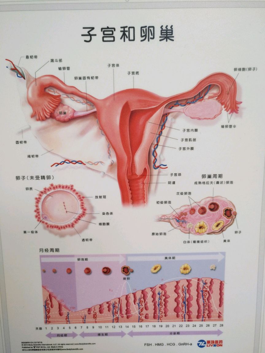 女性的正常生殖解剖