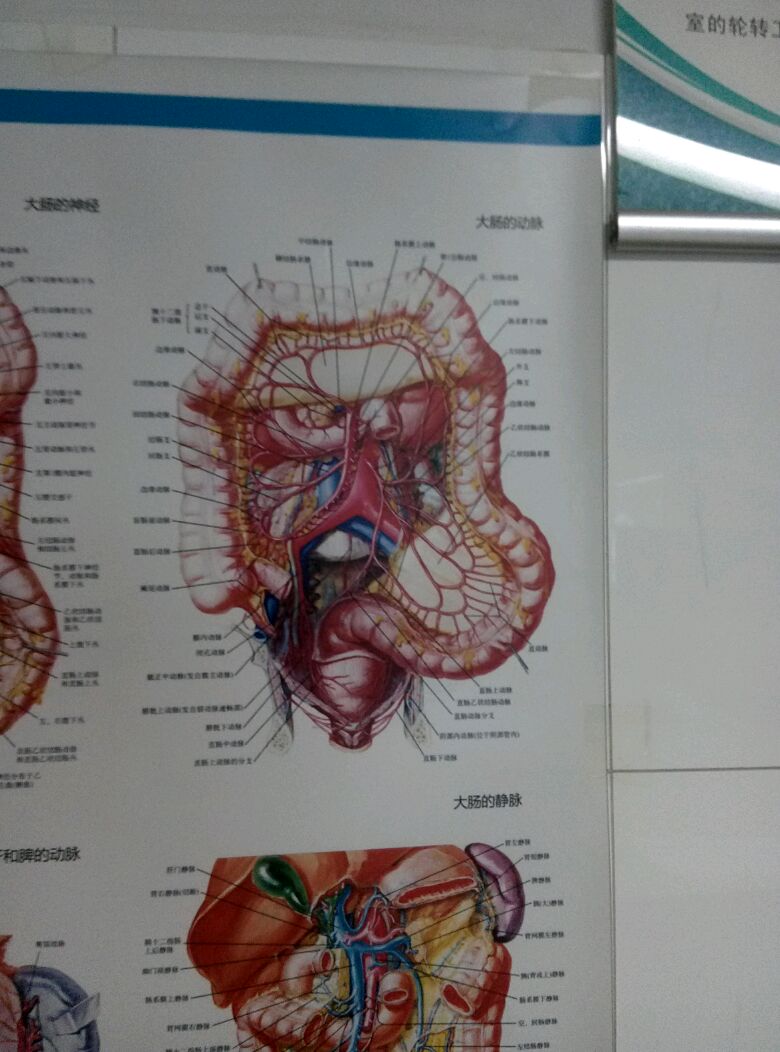 腹部血管及结肠解剖