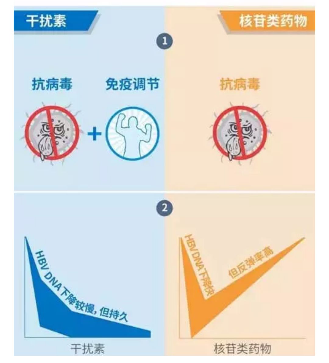 类似无敌储物戒_核苷酸类似物_脱氧核苷酸和核糖核苷酸