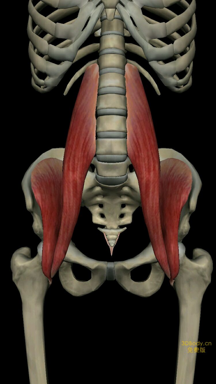 止点:股骨小转子 髂肌 起点:髂窝 止点:股骨小转子 功能:髋屈曲 髋外