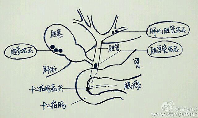 胆囊管位置图,胆囊的位置图,胆囊在哪个位置图(第2页)_大山谷图库