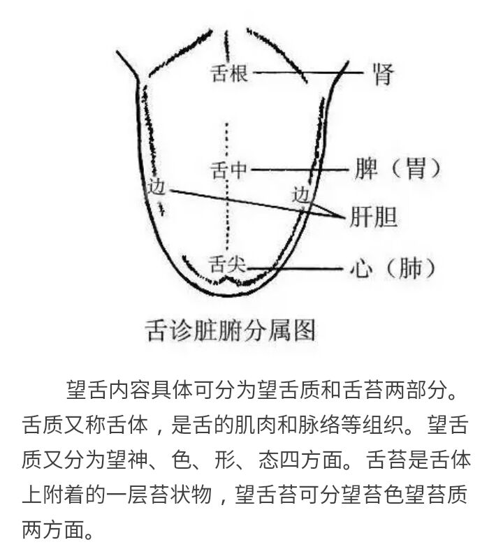 舌象 医生看的到底是什么